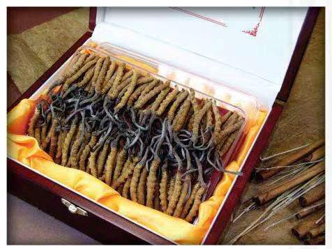 大理冬虫夏草回收